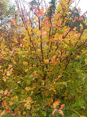 Salix pyrolifolia