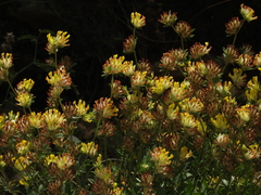 Anthyllis vulneraria bulgarica