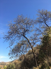 Prunus amygdalus