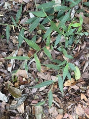 Oplismenus compositus