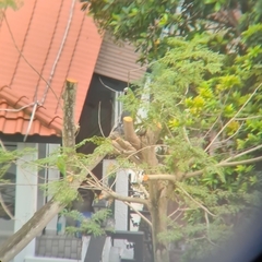 Psittacula alexandri