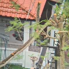 Psittacula alexandri