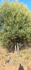 Olea europaea
