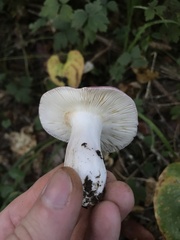 Russula punicea