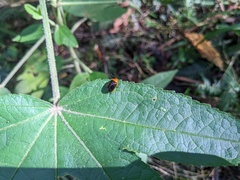 Lamprolina simillima