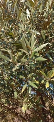 Olea europaea