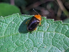 Lamprolina simillima
