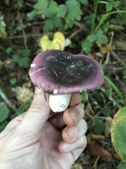 Russula punicea