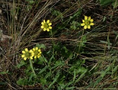 Berlandiera subacaulis