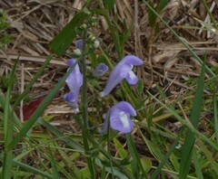 Scutellaria arenicola