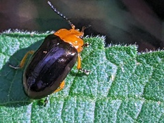 Lamprolina simillima