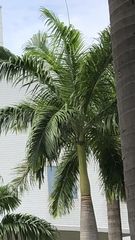 Arecoideae