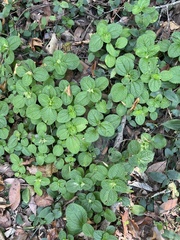 Pilea nummulariifolia