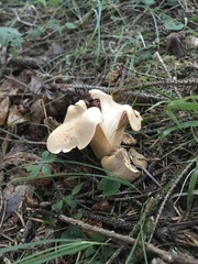 Cantharellus formosus