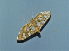 Nausinoe quadrinalis
