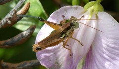 Paroxya atlantica