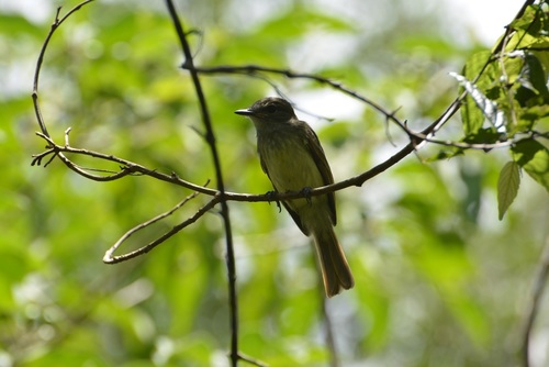 Flammulated Flycatcher (Ramphotrigon flammulatum), photo 5