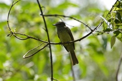 Ramphotrigon flammulatum