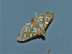 Nausinoe quadrinalis