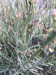 Bossiaea vombata