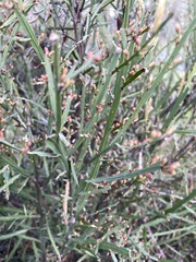 Bossiaea vombata