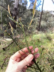 Bossiaea vombata