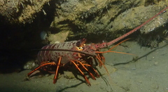 Panulirus interruptus