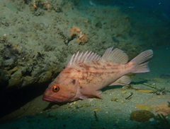 Sebastes auriculatus