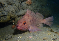 Sebastes auriculatus