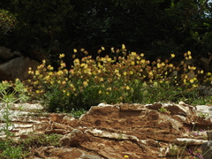 Anthyllis vulneraria bulgarica