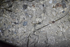 Paravaejovis confusus