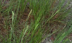 Cenchrus spinifex
