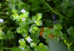 Lindernia rotundifolia