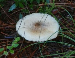 Lepiota rubrotinctoides