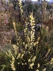 Acacia elongata