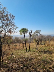 Cussonia paniculata sinuata