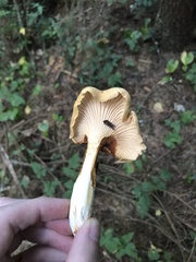 Cantharellus formosus