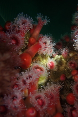 Corynactis californica