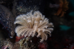 Eudistylia polymorpha