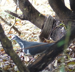 Leucosarcia melanoleuca