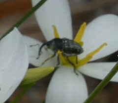 Odontocorynus umbellae