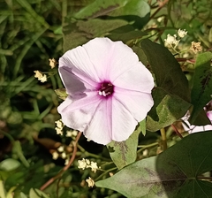 Ipomoea carnea