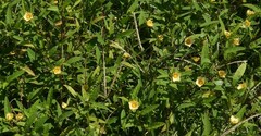 Sida rhombifolia