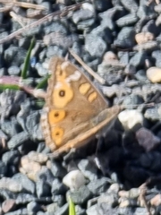 Junonia villida
