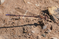 Argia pallens