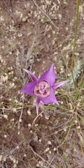 Calochortus macrocarpus