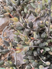 Adromischus filicaulis