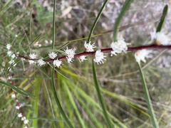 Hakea ulicina