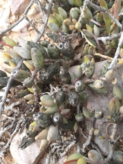 Adromischus filicaulis