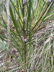Hakea ulicina